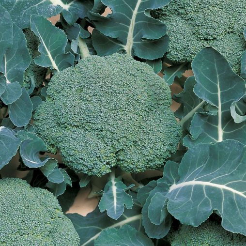 Belstar Hybrid Organic Broccoli Seeds - Image 3