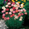 Best Mix Strawflower Seeds