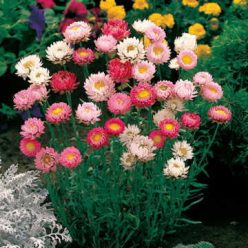 Best Mix Strawflower Seeds