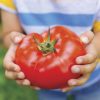 Big Beef Hybrid Tomato Seeds