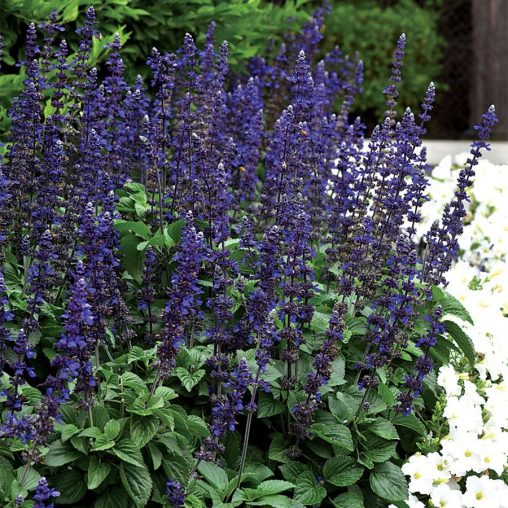 Big Blue Salvia Seeds - Image 3