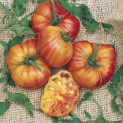 Big Rainbow Tomato Seeds