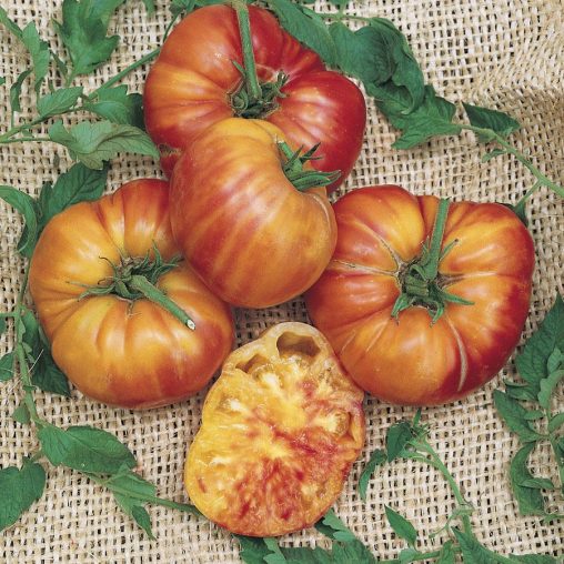 Big Rainbow Tomato Seeds