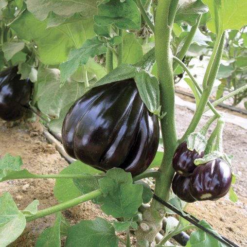 Black Beauty Organic Eggplant Seeds - Image 2