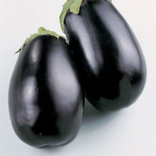 Black Beauty Organic Eggplant Seeds - Image 3
