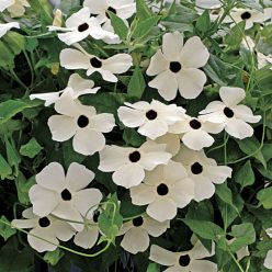 Black Eyed Susan Vine White Black Eye
