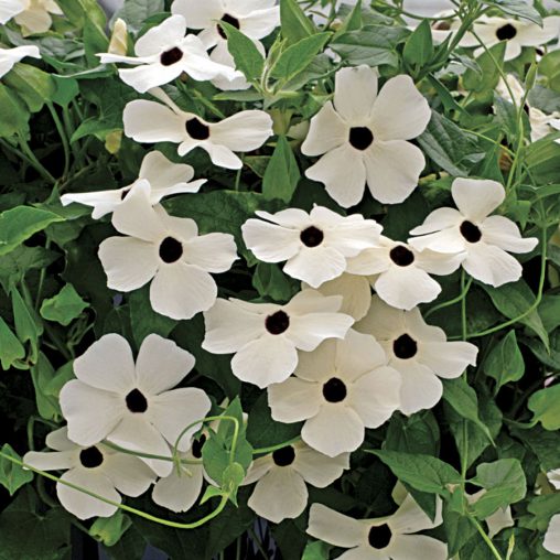 Black Eyed Susan Vine White Black Eye - Image 2