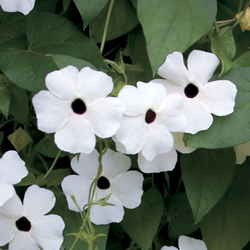 Black Eyed Susan Vine White Black Eye - Image 3