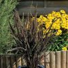 Black Madras Ornamental Rice Grass Seeds