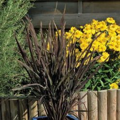 Black Madras Ornamental Rice Grass Seeds