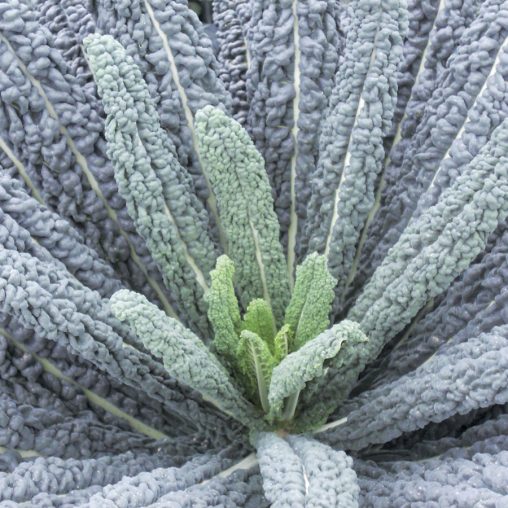 Black Magic Kale Seeds - Image 3