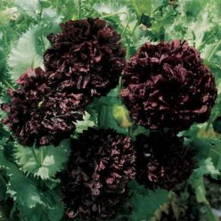 Black Peony Poppy Seeds