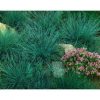Blue Fescue Seeds  of 100 seeds