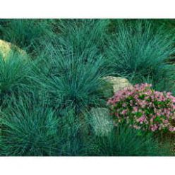 Blue Fescue Seeds  of 100 seeds