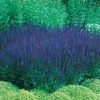 Blue Queen Salvia Seeds