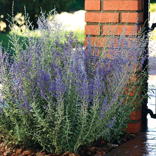 Blue Steel Russian Sage Seeds - Image 3