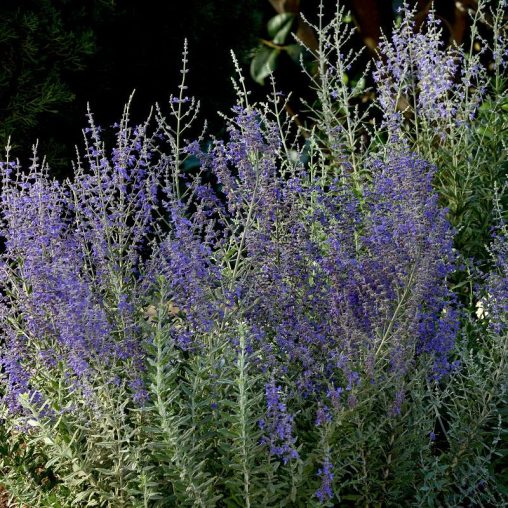 Blue Steel Russian Sage Seeds - Image 4