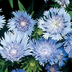 Blue Stokes's Aster Seeds