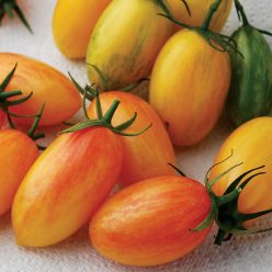 Blush Organic Hybrid Tomato Seeds