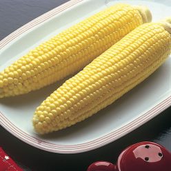 Bodacious Hybrid Sweet Corn Seeds