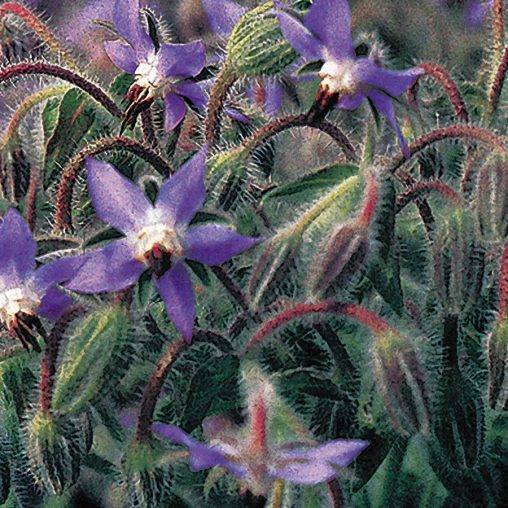 Borage Seeds - Image 3