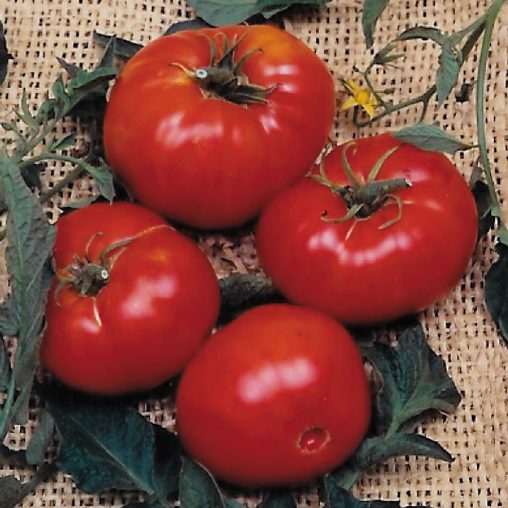 Brandywine Tomato Seeds - Image 3