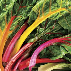 Bright Lights Swiss Chard Seeds