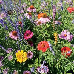 Bumble Bee Buffet Seeds
