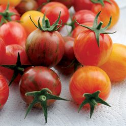 Bumble Bee Mix Organic Cherry Tomato Seeds
