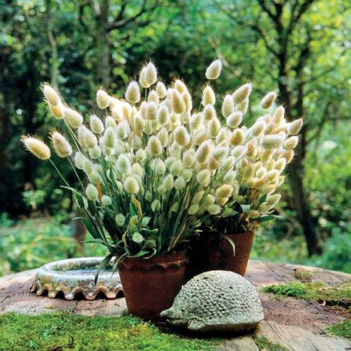 Bunny Tails Ornamental Grass Seeds - Image 2