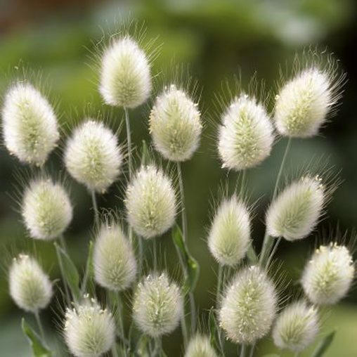 Bunny Tails Ornamental Grass Seeds - Image 3