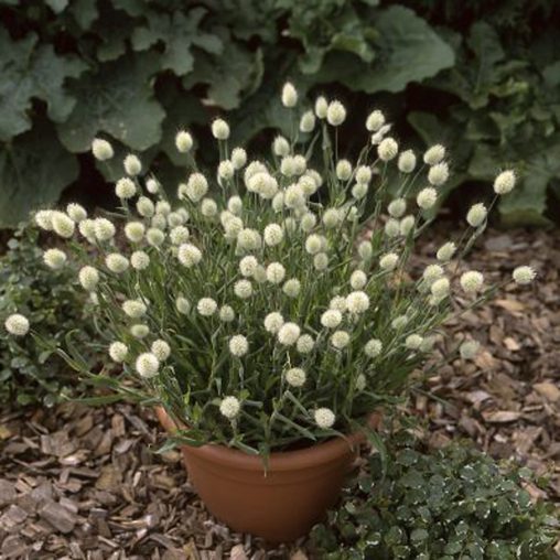 Bunny Tails Ornamental Grass Seeds - Image 4