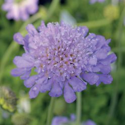 Butterfly Blue Pincushion Flower Seeds