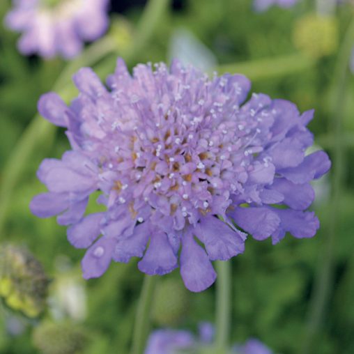 Butterfly Blue Pincushion Flower Seeds