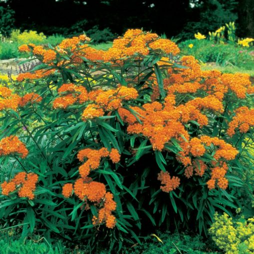 Butterfly Weed Seeds - Image 3