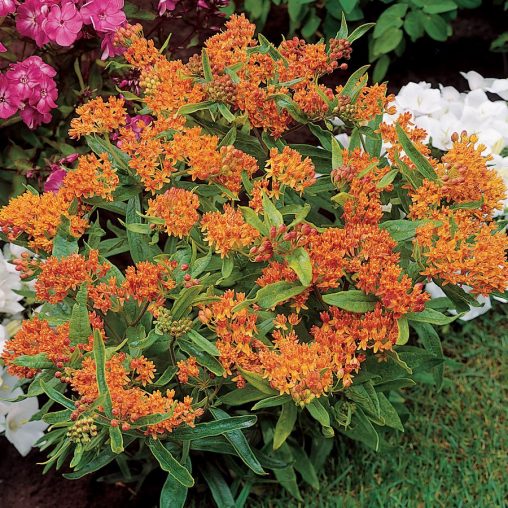 Butterfly Weed Seeds - Image 4