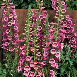 Camelot Rose Hybrid Foxglove Seeds