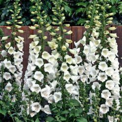Camelot White Hybrid Foxglove Seeds