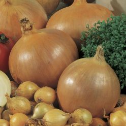 Candy Hybrid Onion Seeds