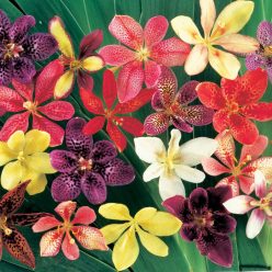 Candy Lily Seeds