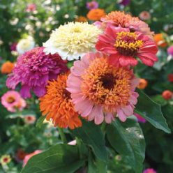 Candy Mix Zinnia Seeds  of 50 seeds