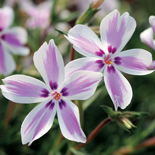 Candy Stripe Creeping Phlox - Image 2