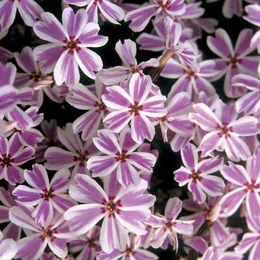 Candy Stripe Creeping Phlox - Image 3