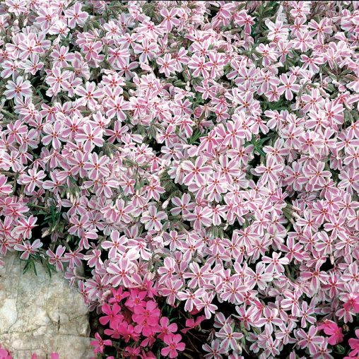 Candy Stripe Creeping Phlox - Image 4