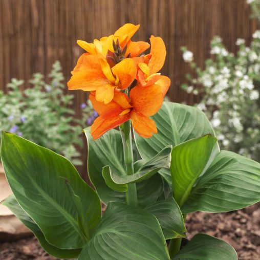 Canna South Pacific Orange - Image 3