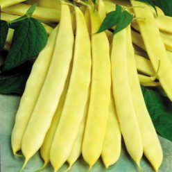 Capitano Bush Bean Seeds