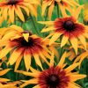 Cappuccino Rudbeckia Seeds