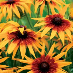 Cappuccino Rudbeckia Seeds