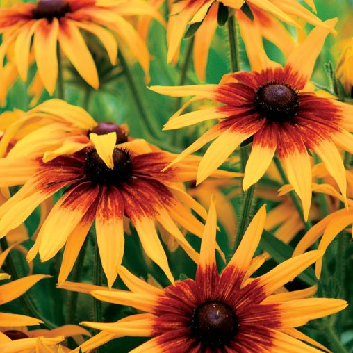 Cappuccino Rudbeckia Seeds - Image 2