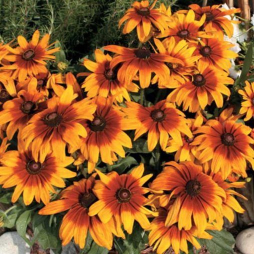 Cappuccino Rudbeckia Seeds - Image 4